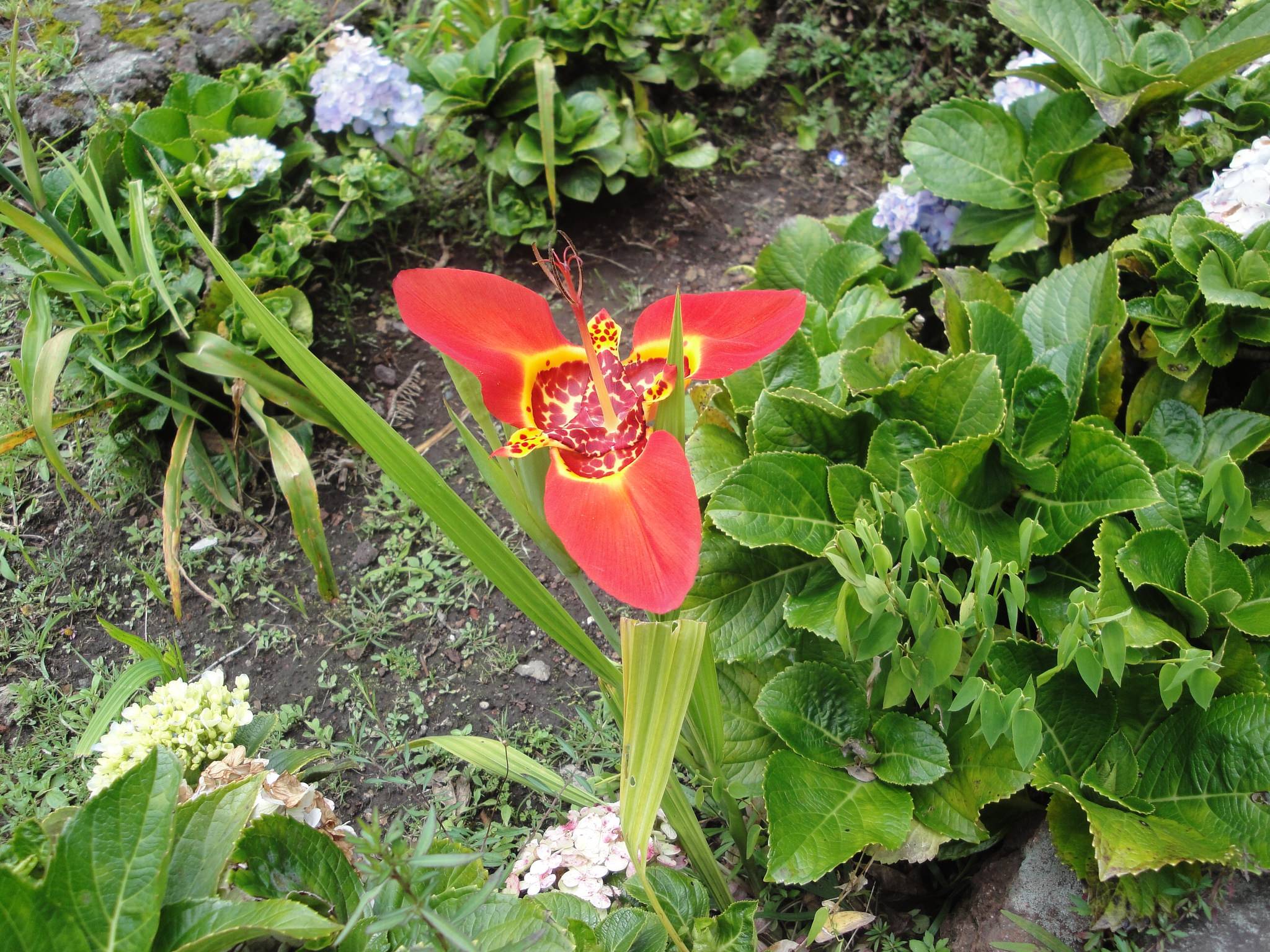 Tigridia pavonia